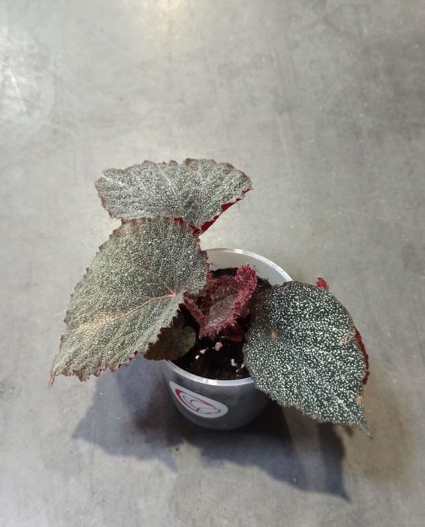 begonia taconite
