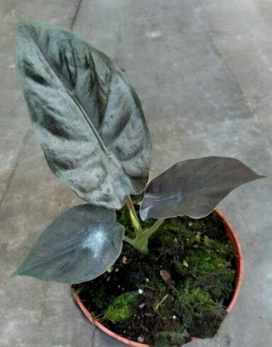 Alocasia Infernalis Black Magic alternative