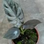 Alocasia Infernalis Black Magic