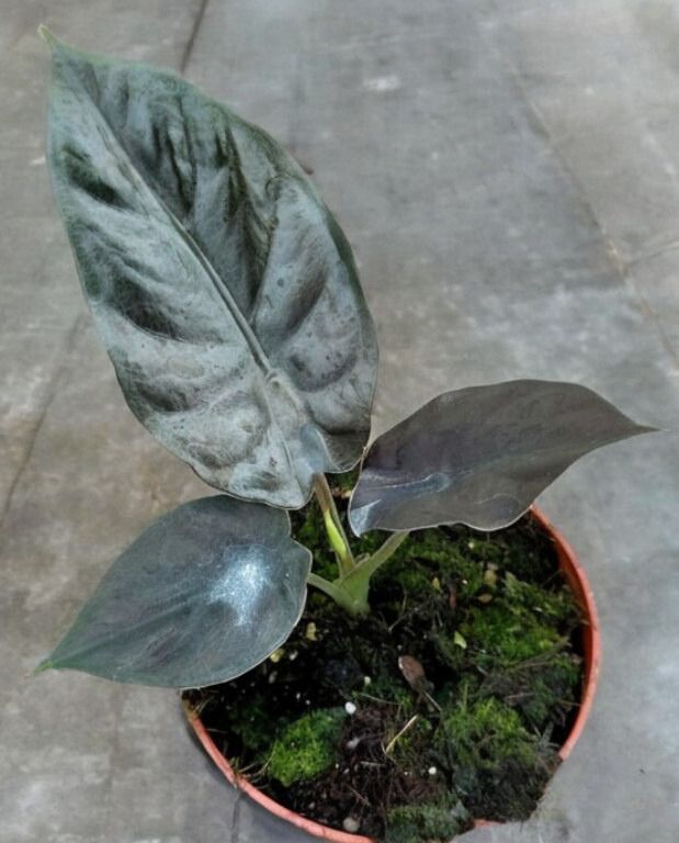 Alocasia Infernalis Black Magic