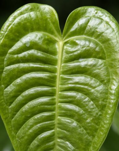 Anthurium Veitchii alternative