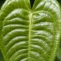Anthurium Veitchii detail feuilles