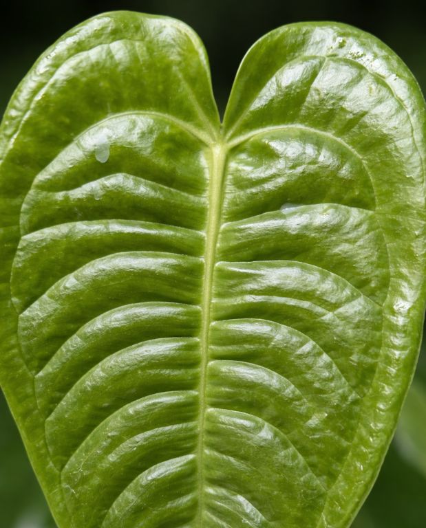 Anthurium Veitchii detail feuilles