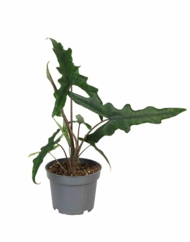 alocasia sabrina narrow