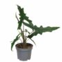 alocasia sabrina narrow