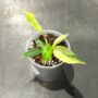 philodendron florida beauty variegata