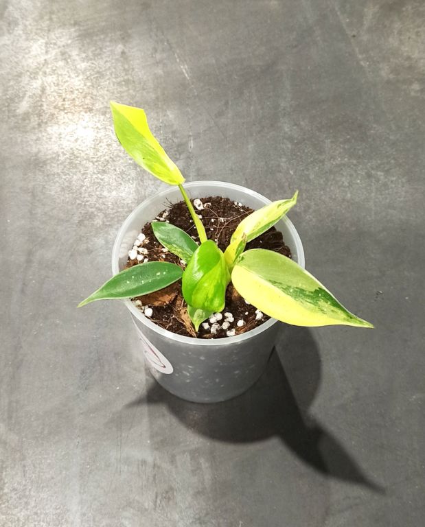 philodendron florida beauty variegata