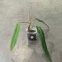 Philodendron heterocraspedon