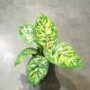 Homalomena Wallisii Camouflage