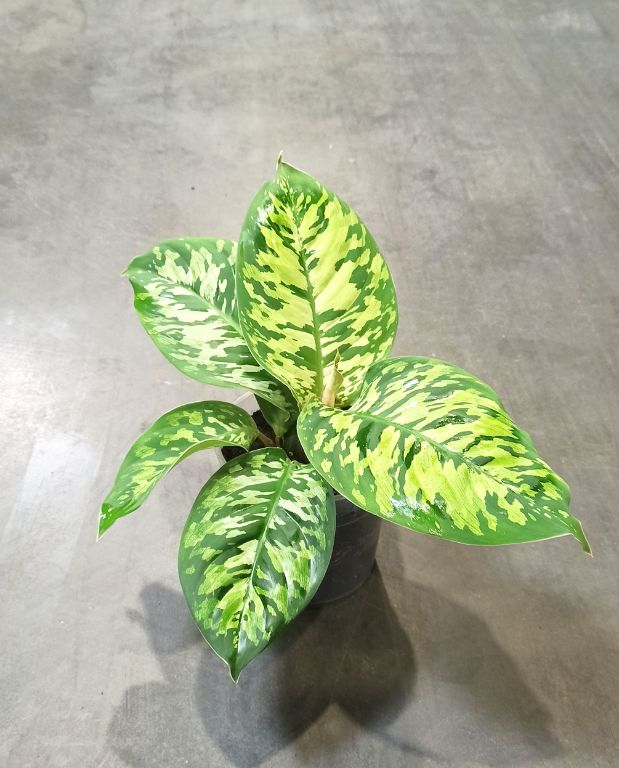 Homalomena Wallisii Camouflage