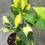 syngonium aurea variegata
