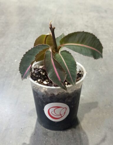 Labisia pumila Electric Pink