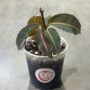 Labisia pumila Electric Pink