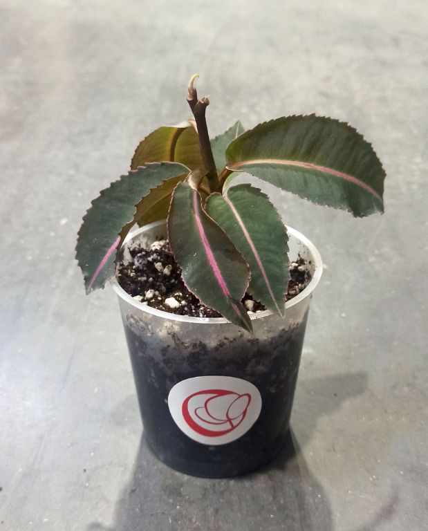 Labisia pumila Electric Pink
