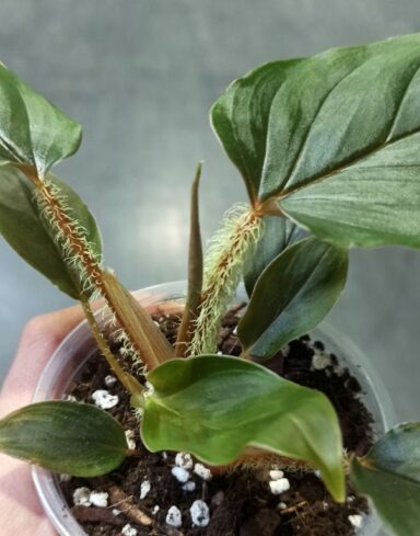 Philodendron Serpens alternative