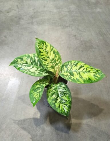 Homalomena Wallisii Camouflage