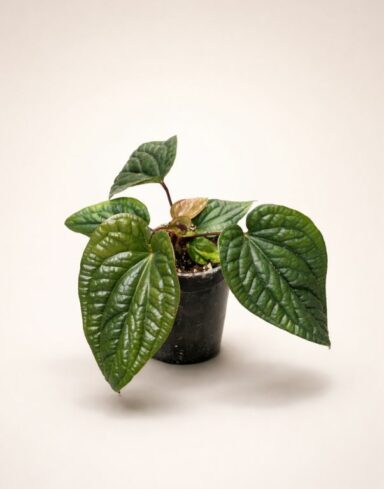 anthurium radicans x luxurians