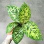 Homalomena Wallisii Camouflage