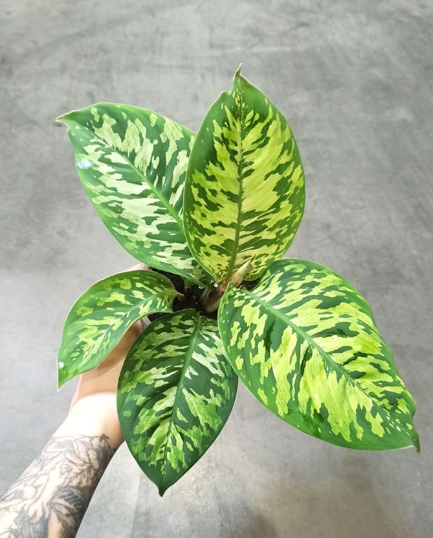 Homalomena Wallisii Camouflage