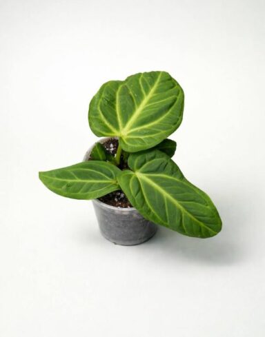 Anthurium Villenaorum x Luxurians