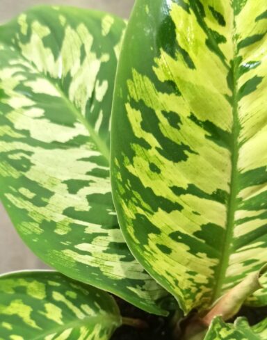 Homalomena Wallisii Camouflage alternative