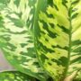 Homalomena Wallisii Camouflage