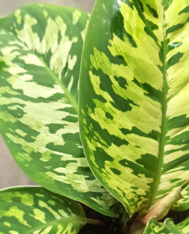Homalomena Wallisii Camouflage