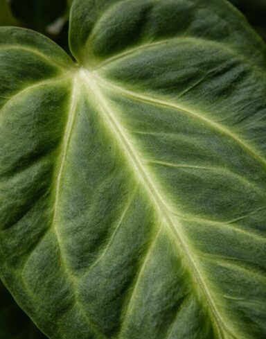 Anthurium Villenaorum x Luxurians alternative
