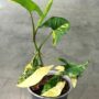 syngonium aurea variegata