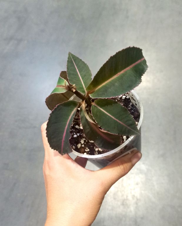 Labisia pumila Electric Pink