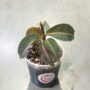 Labisia pumila Electric Pink