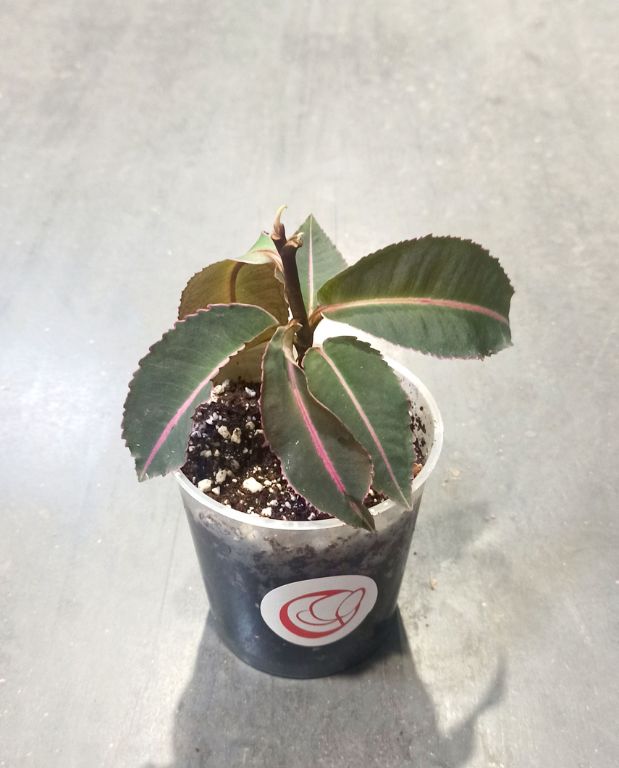 Labisia pumila Electric Pink