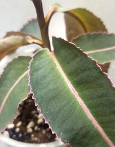Labisia Pumila Electric Pink alternative