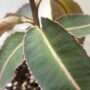Labisia pumila Electric Pink