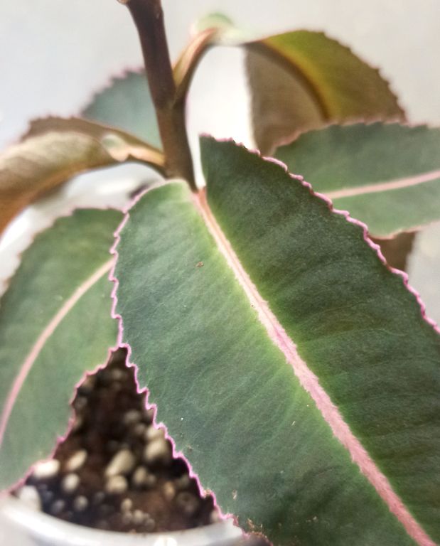 Labisia pumila Electric Pink