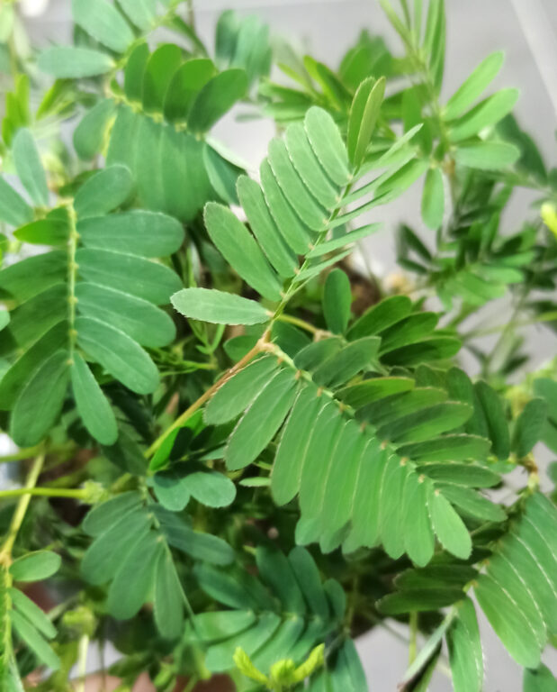 Mimosa Pudica