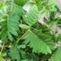 Mimosa Pudica