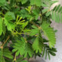 Mimosa Pudica