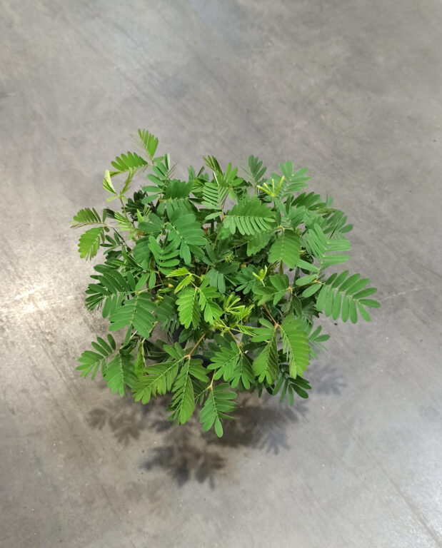 Mimosa Pudica