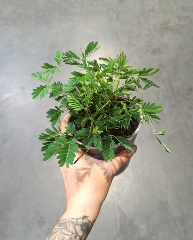 Mimosa Pudica