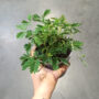 Mimosa Pudica