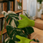 gants microfibre vert nettoyer feuilles.png