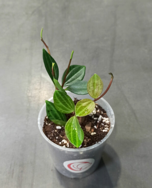 peperomia angulata