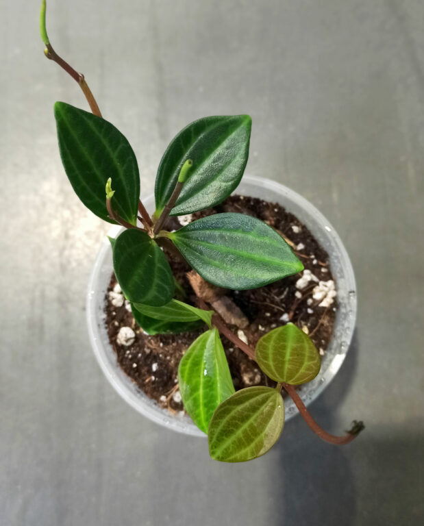 peperomia angulata