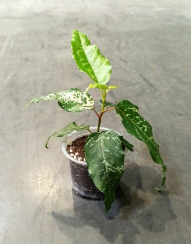 Ficus aspera variegata