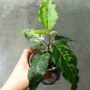 Ficus aspera variegata