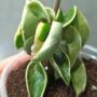 Hoya carnosa Compacta variegata