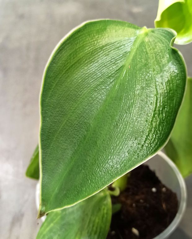 Philodendron rugosum