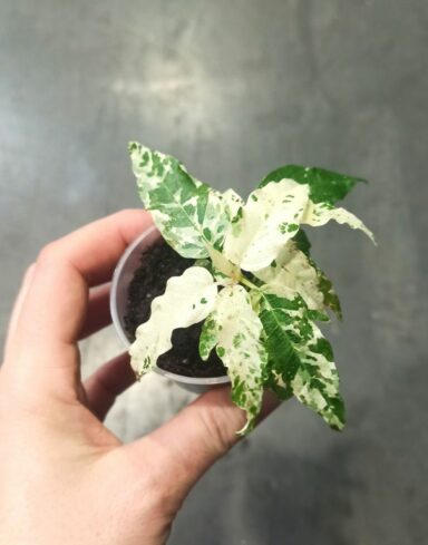 Ficus Aspera Variegata alternative