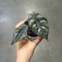 Alocasia Chantrieri baby